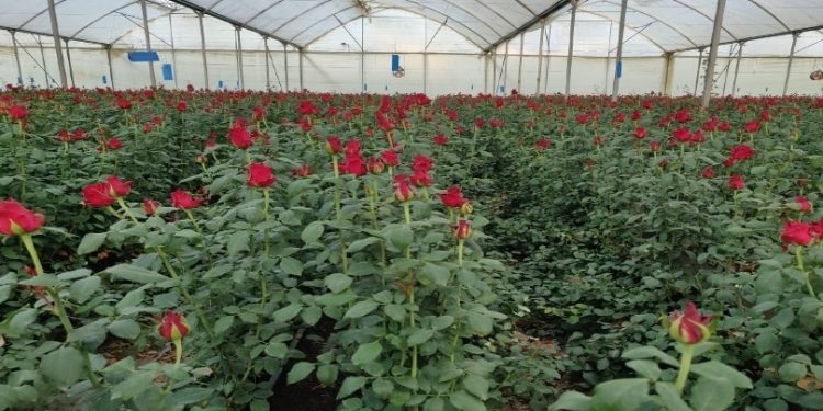 IAG Cargo flies nearly 450 tonnes of flowers from Nairobi