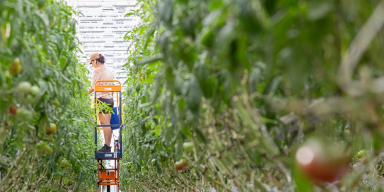 Lufa Farms: The future of the food supply chain lives on a rooftop in Montreal