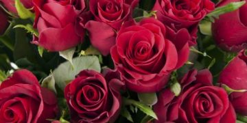 Latam Cargo carries more than 13,200 tons of flowers from Colombia and Ecuador