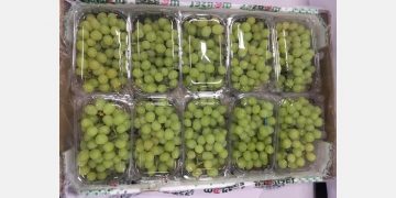 “Indian grape export volumes are rising every week”