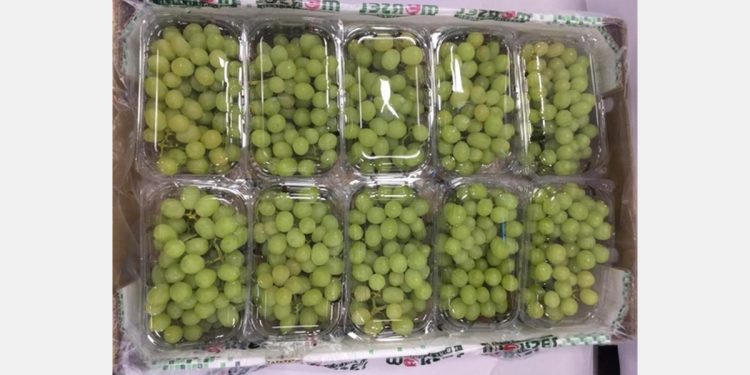 “Indian grape export volumes are rising every week”