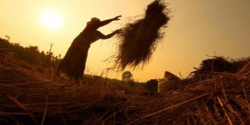 Procurement of rabi paddy to begin from May 1- The New Indian Express
