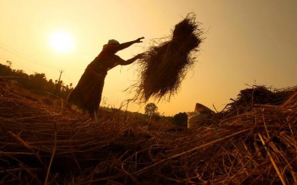 Procurement of rabi paddy to begin from May 1- The New Indian Express