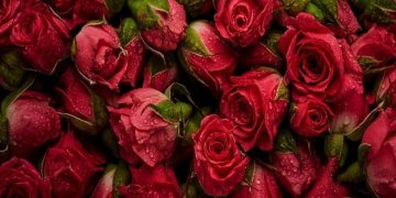 Qatar Airways Cargo transports 5,000 tonnes of flowers for Valentine’s Day