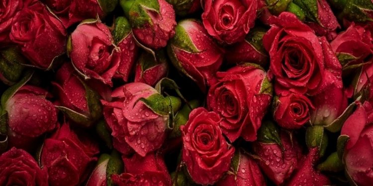 Qatar Airways Cargo transports 5,000 tonnes of flowers for Valentine’s Day