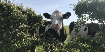 UK government to issue new code of conduct for dairy supply chain