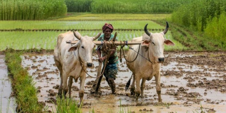 Farm procurement increased, credit target hiked: FM in Budget speech