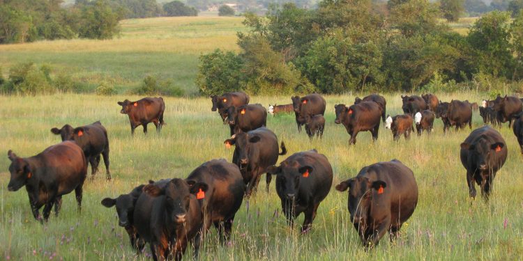 Pasture-cropping could improve degraded Texas soils| AgriLife Today
