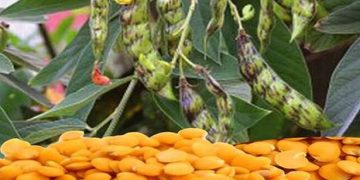 Farmers turn their back on NAFED’s tur procurement
