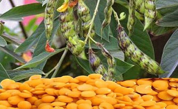 Farmers turn their back on NAFED’s tur procurement