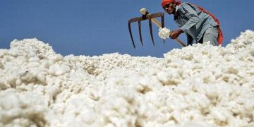 Telangana, Odisha and Punjab top in CCI’s cotton procurement
