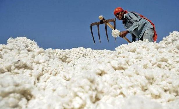 Telangana, Odisha and Punjab top in CCI’s cotton procurement