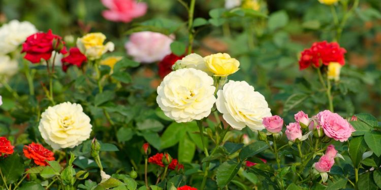 Kenya Airways ramps up cargo capacity for peak flower season