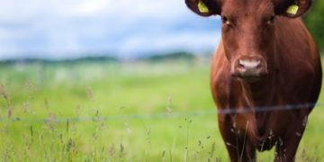 DNA pilot project for beef supply chain launched in UK