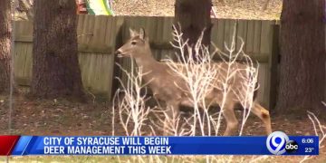 Deer management program in Syracuse begins this week