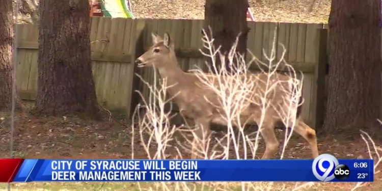Deer management program in Syracuse begins this week