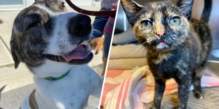 Cargo of Cute Cats and Dogs Displaced Due to Cold Weather Reaches Delaware – NBC10 Philadelphia