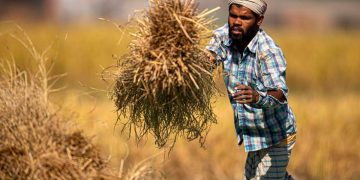 Paddy procurement at MSP up 18% at 614 lakh tonnes valuing nearly Rs 1.16 lakh crore