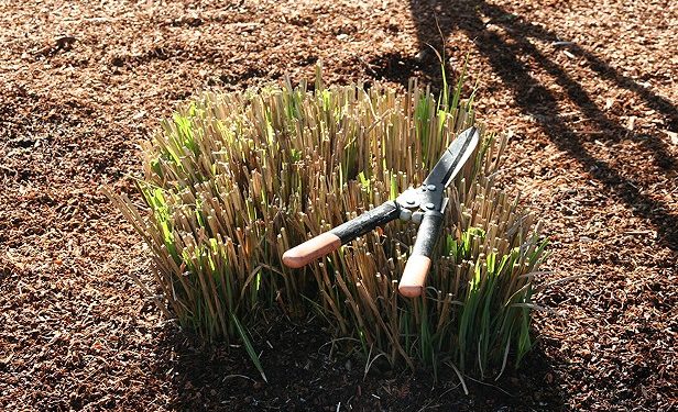 Temporary Changes to Arcata's Green Waste Drop-off Service – North Coast Journal