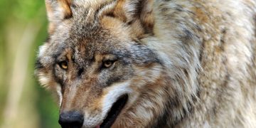 Wisconsin Wolf Hunt Begins Early After Hunter Group Sued – WCCO