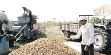 Nafed procures 2.02 lt from Gujarat: Centre’s groundnut procurement from state lowest in six years