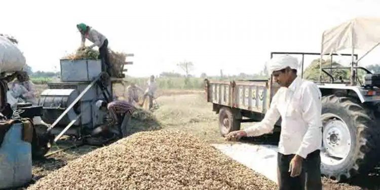 Nafed procures 2.02 lt from Gujarat: Centre’s groundnut procurement from state lowest in six years
