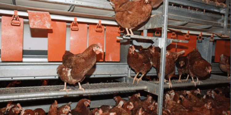 Understinding nesting behavior: Managing for fewer floor eggs in layers