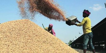 Solid support: Paddy procurement up 18%; 33% jump in Punjab