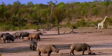 Qatar Airways Cargo launches the second chapter of WeQare – Rewild the Planet