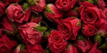 Qatar Airways Cargo transports more than 5,000 tonnes of flowers – STAT Times