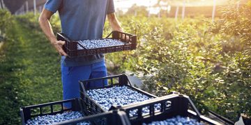 South African blueberry exports rise, as does sea freight use