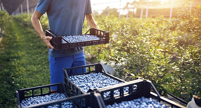 South African blueberry exports rise, as does sea freight use