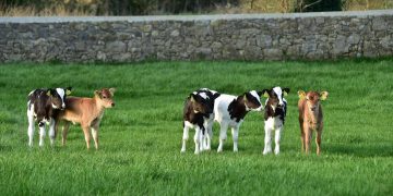 Calf flight delayed as Covid vaccine cargo prioritised