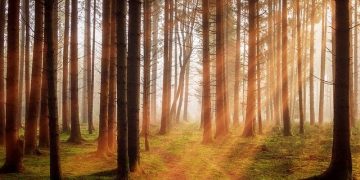Procurement’s moment to shine and deliver value
