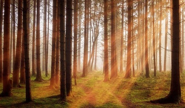 Procurement’s moment to shine and deliver value