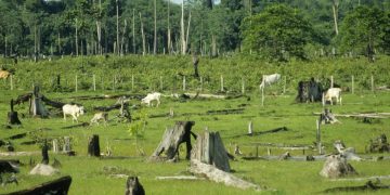Campaigners Turn Up Heat On Supply Chain Role In Deforestation