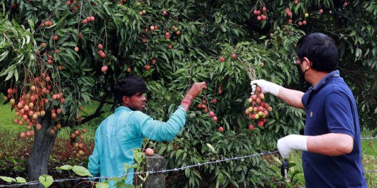 With 25% subsidy & fixed fares, J&K administration eyes ‘air cargo’ boost for fruit trade