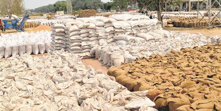 Punjab beats MP in wheat procurement : The Tribune India
