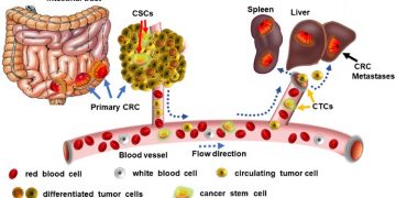 New Strategic report on Circulating Tumor Cells (CTCs) and Cancer Stem Cells (CSCs) Market Growth Outlook Trends, and Forecast 2021- 2027