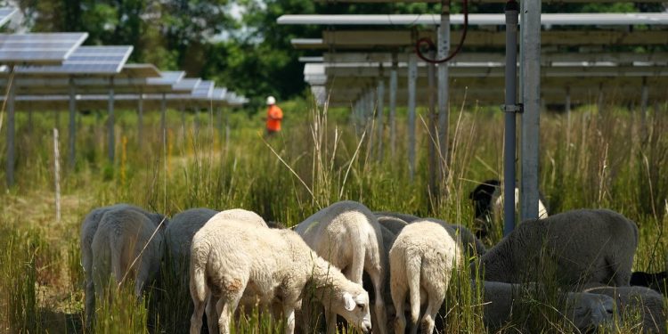 Minnesota solar farms double as massive pollinator gardens