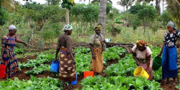 Tracing the history of farming across Africa gives clues to low production outputs