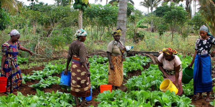 Tracing the history of farming across Africa gives clues to low production outputs