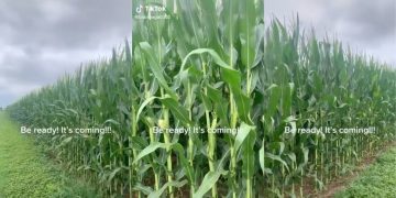 TikToker Says Unfounded Food Supply Chain Conspiracy Is Underway