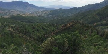 Albany having city-wide tree inventory and plan on planting over 2,000 trees