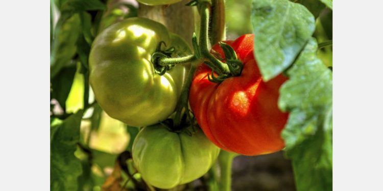 How COVID disrupted the Indian tomato supply chain